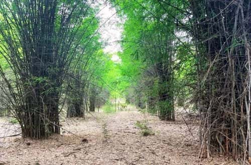 Hennur Bamboo Forest